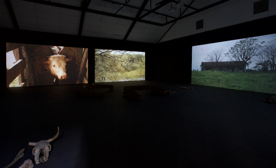 td_brete_passaro_casa