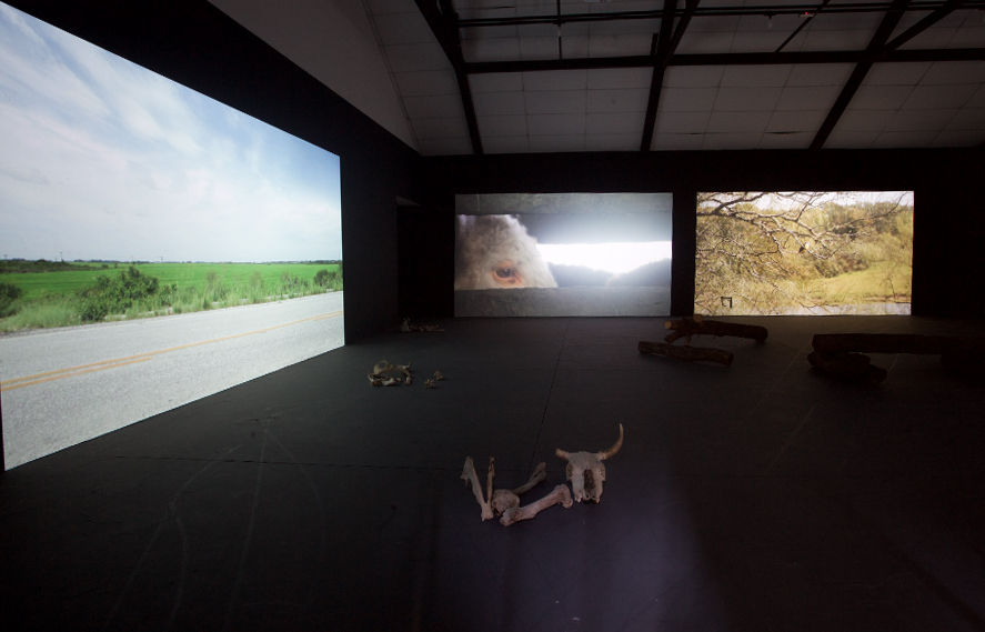 td_estrada_olho_passaro