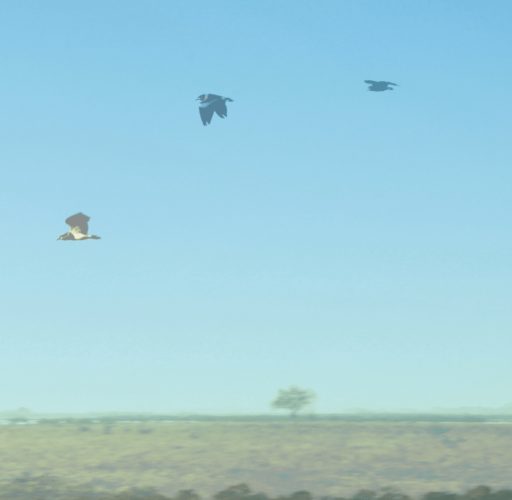 Captura de Tela 2017-06-03 às 12.01.57