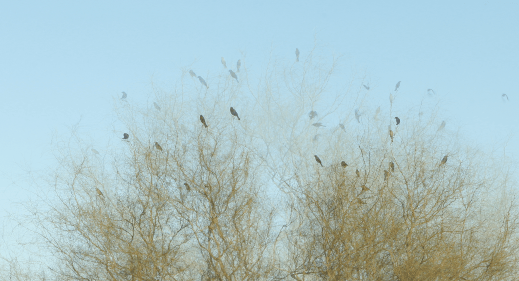 Captura de Tela 2017-06-03 às 13.13.34.png